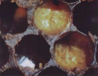 EFB infected larvae